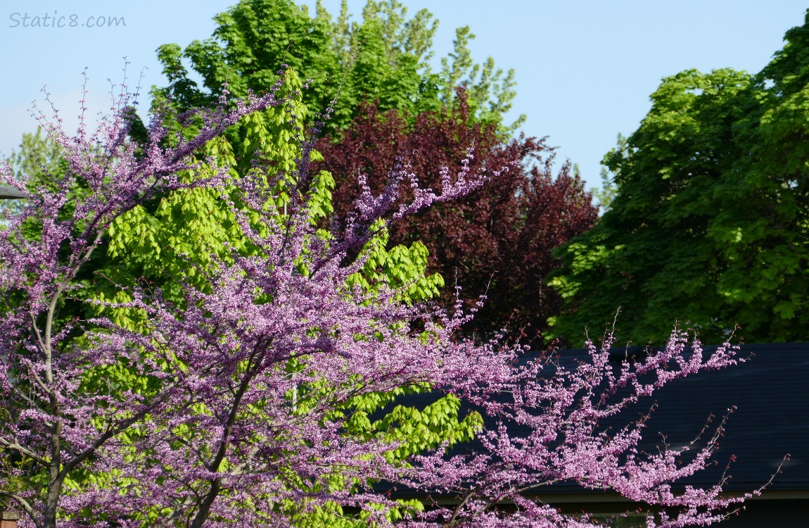 Redbud, Cherry tree, and other trees with a blue sky