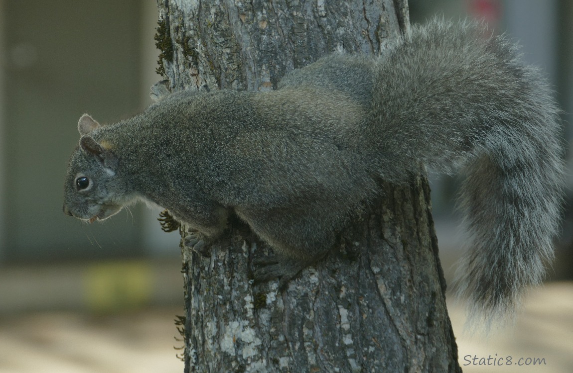 Western Grey Squirrel standing sideways on a tree trunk