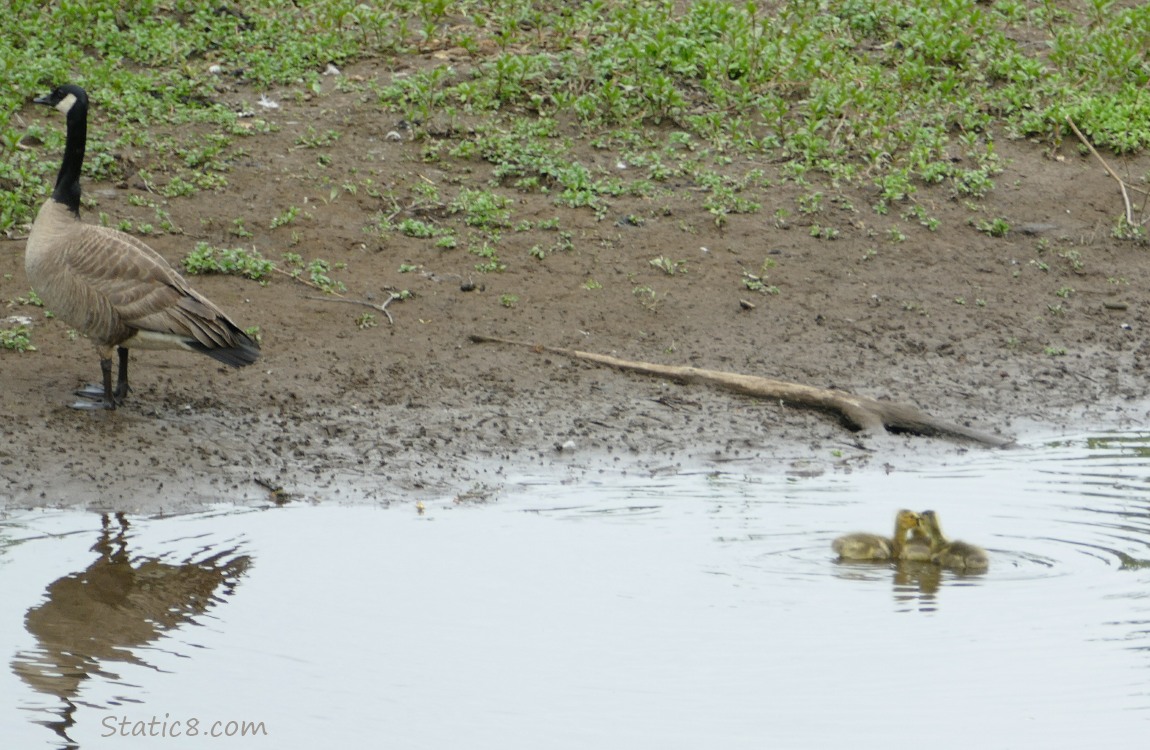 Canada Goose parent on the bank, three goslings in a tight group on the water