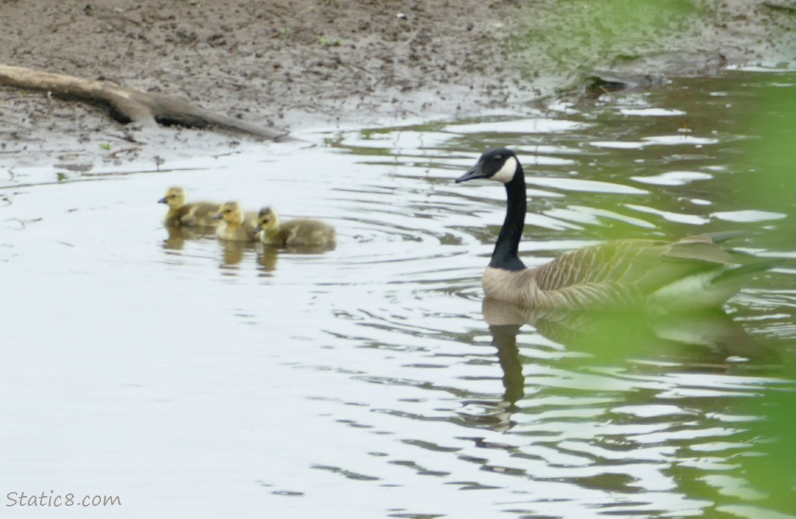 Three Canada Goose goslings on the water with an adult paddling behind them