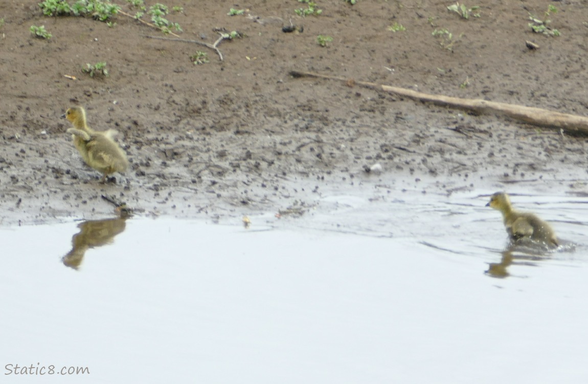 Two Canada Goose goslings, one running up the bank the other paddling towards the bank