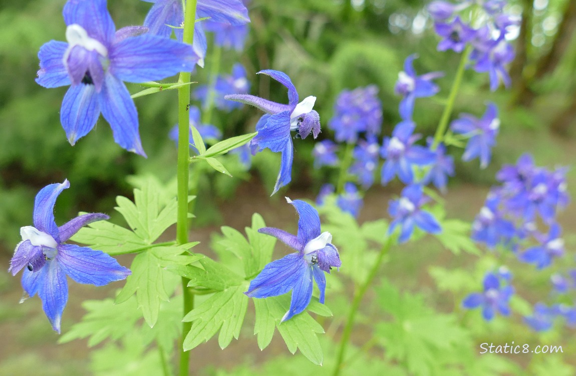 Larkspur blooms