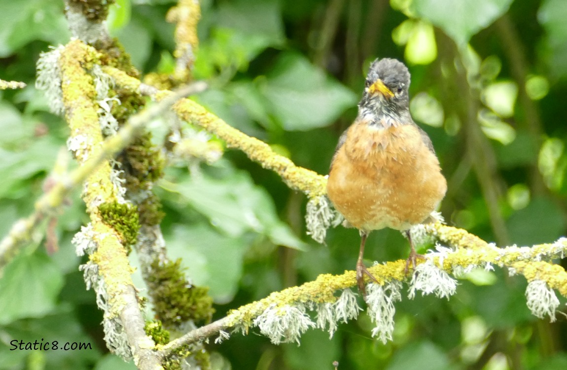 Robin standing on a mossy twig