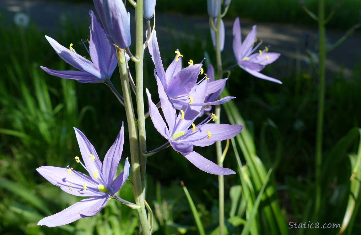 Camas Lily blooms