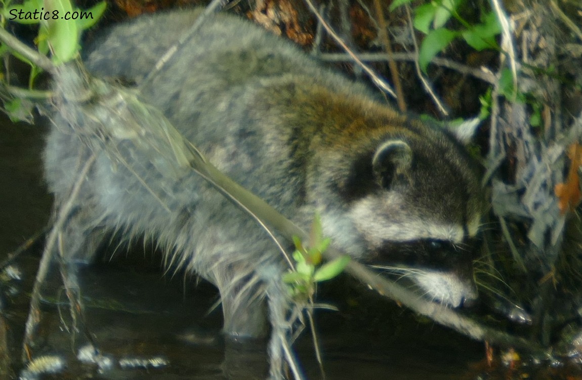 Raccoon walking in shallow water