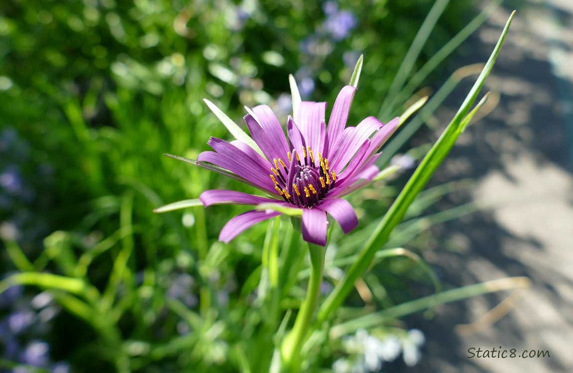 Purple Salsify bloom