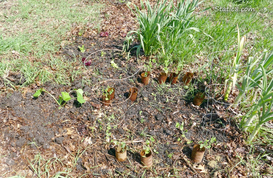 Beginnings of a garden bed, surrounded by grass