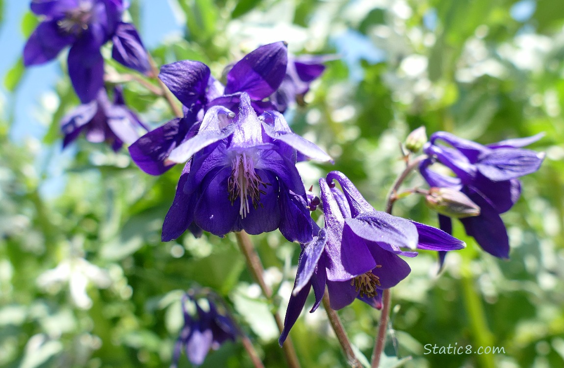 Dark purple Columbine blooms