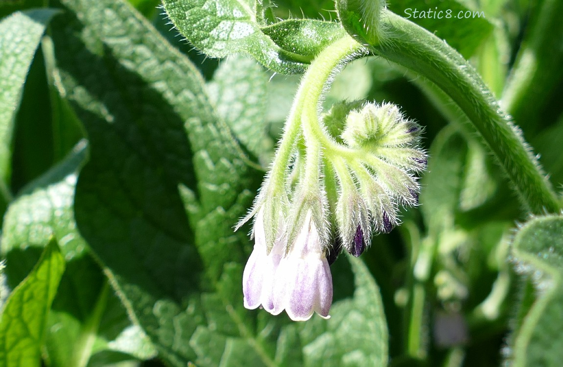 Comfrey blooms