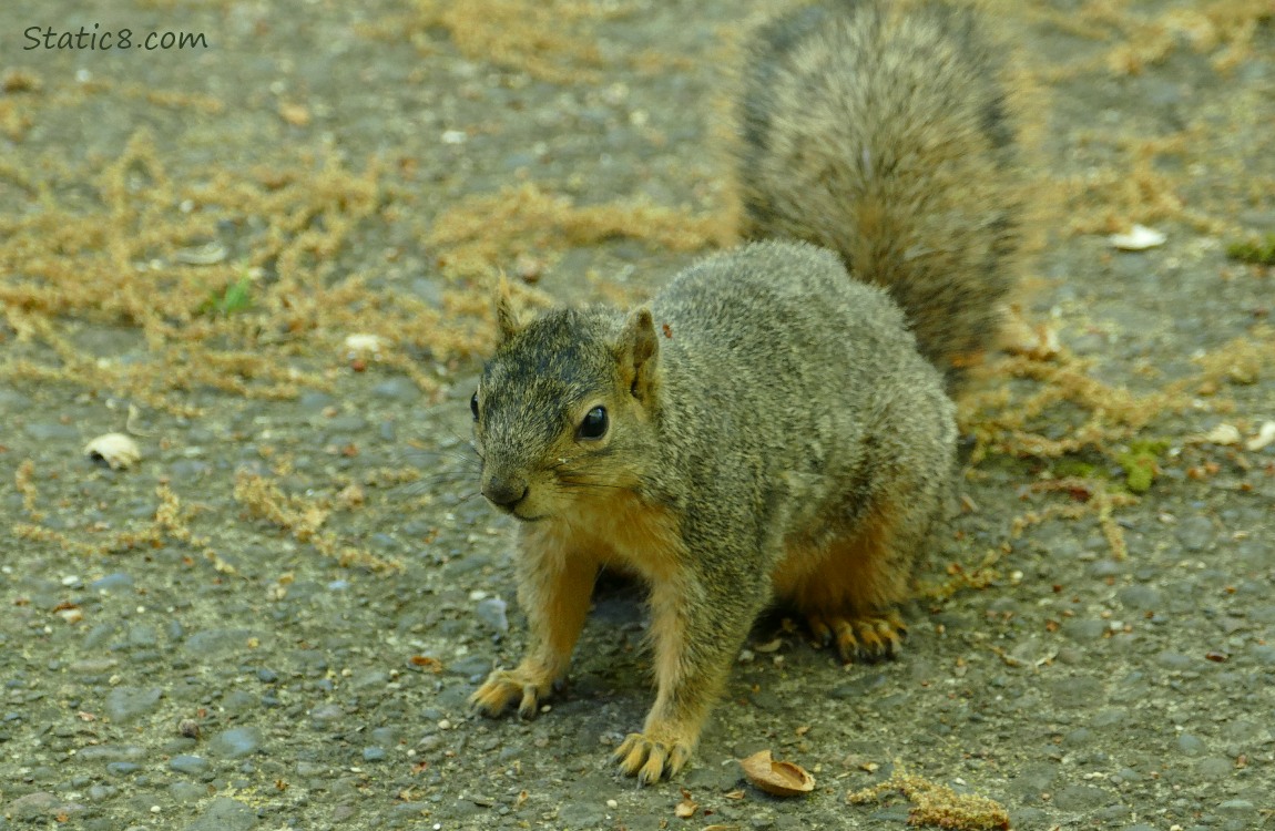 Eastern Fox Squirrel standing on the sidewalk, surrounded by fallen Oak catkins