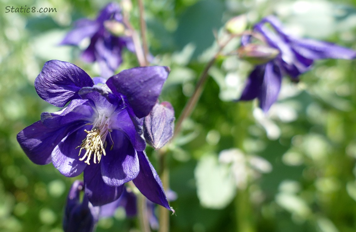 purple Columbine blooms