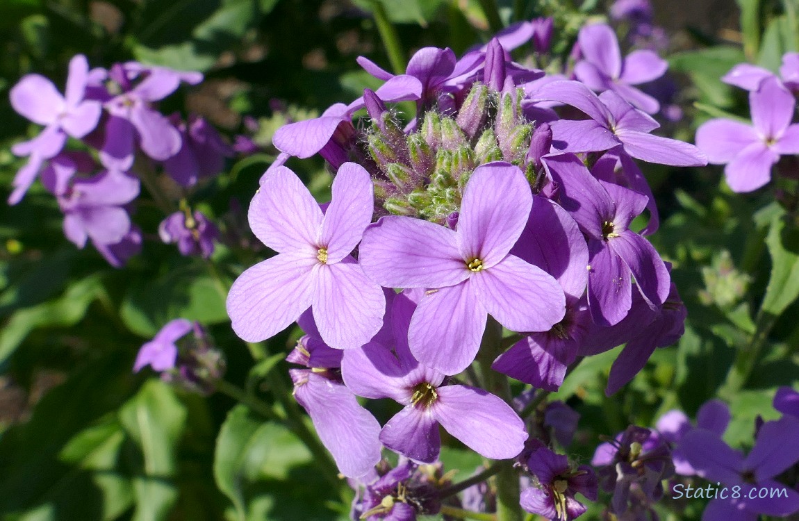 purple Wallflowers