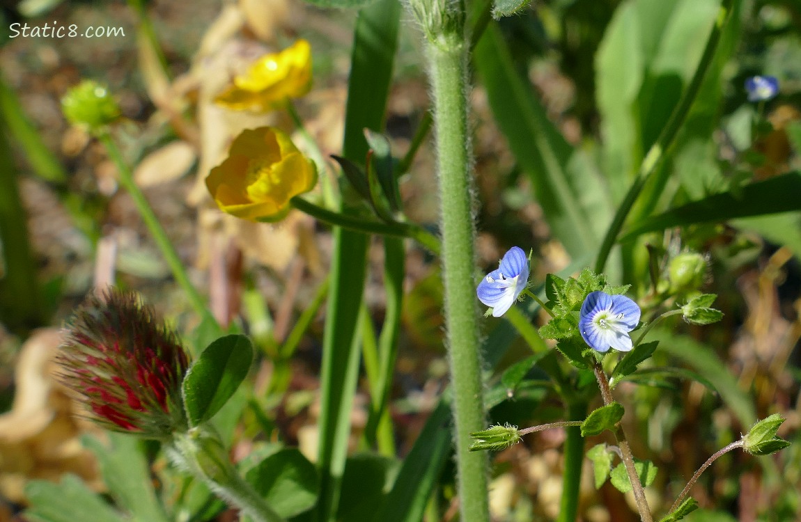 Crimson Clover, Buttercup and Speedwell blooms