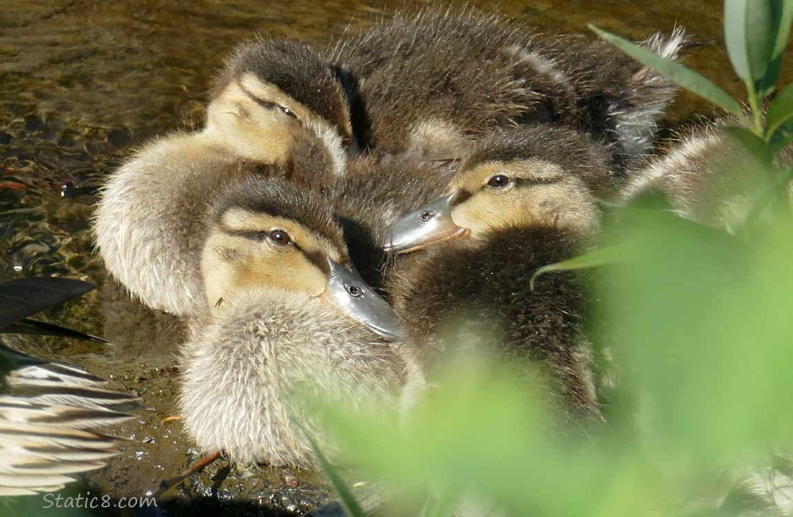 Three ducklings sitting on a rock