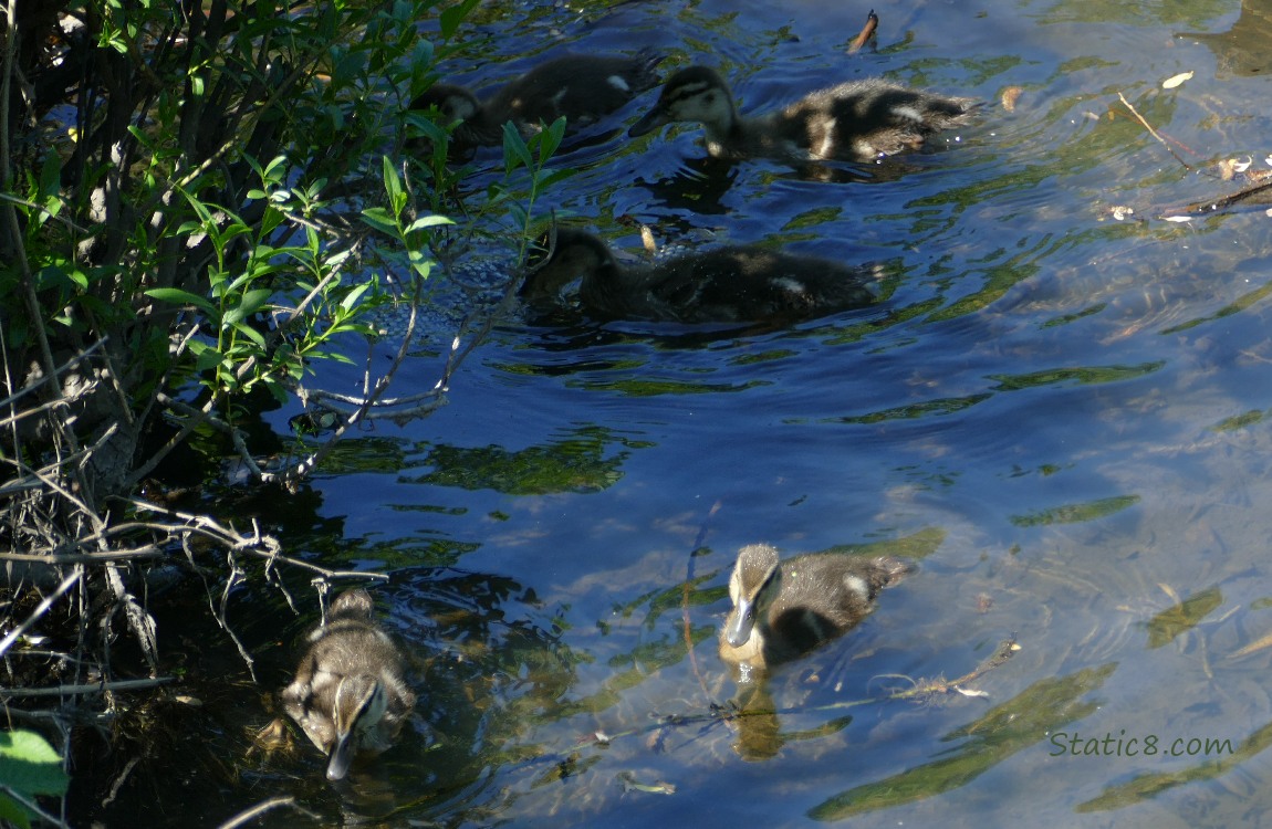 Five ducklings on the water