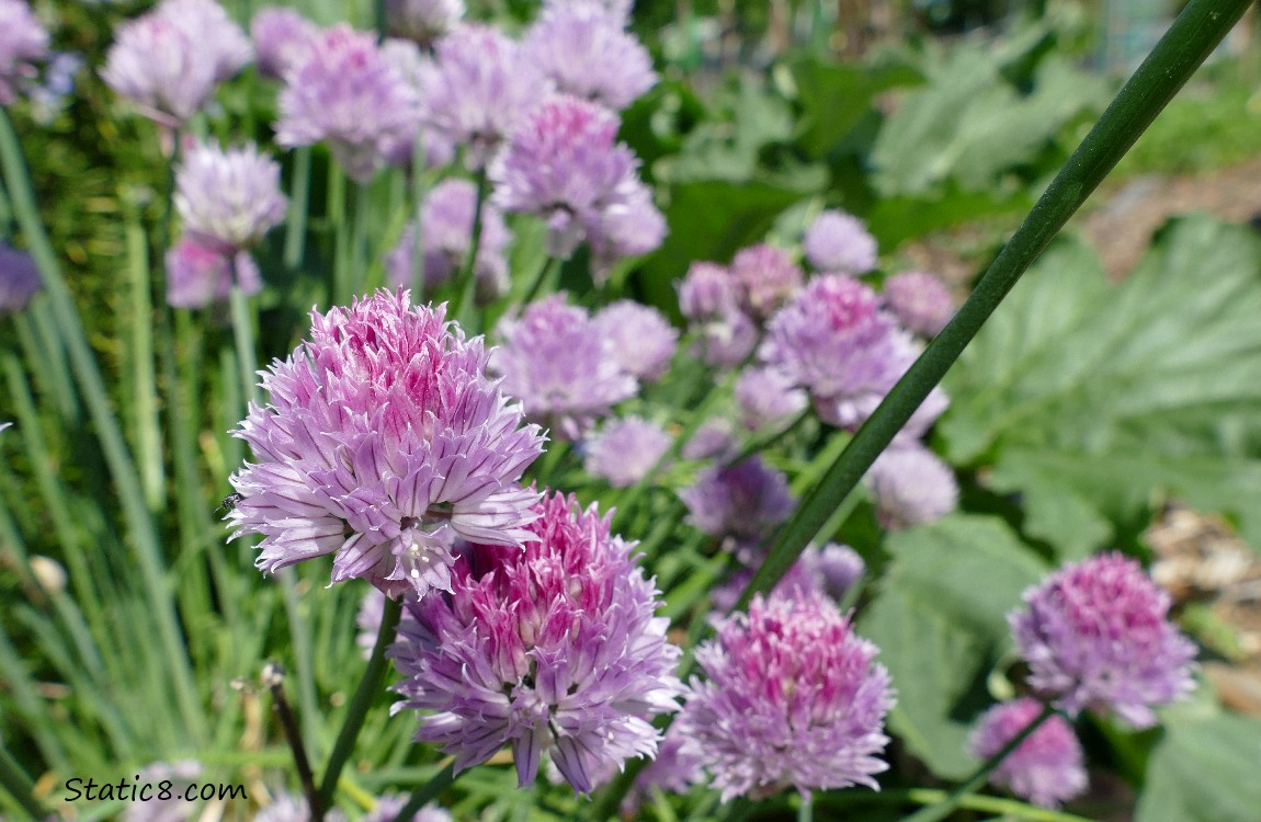 Chive blooms