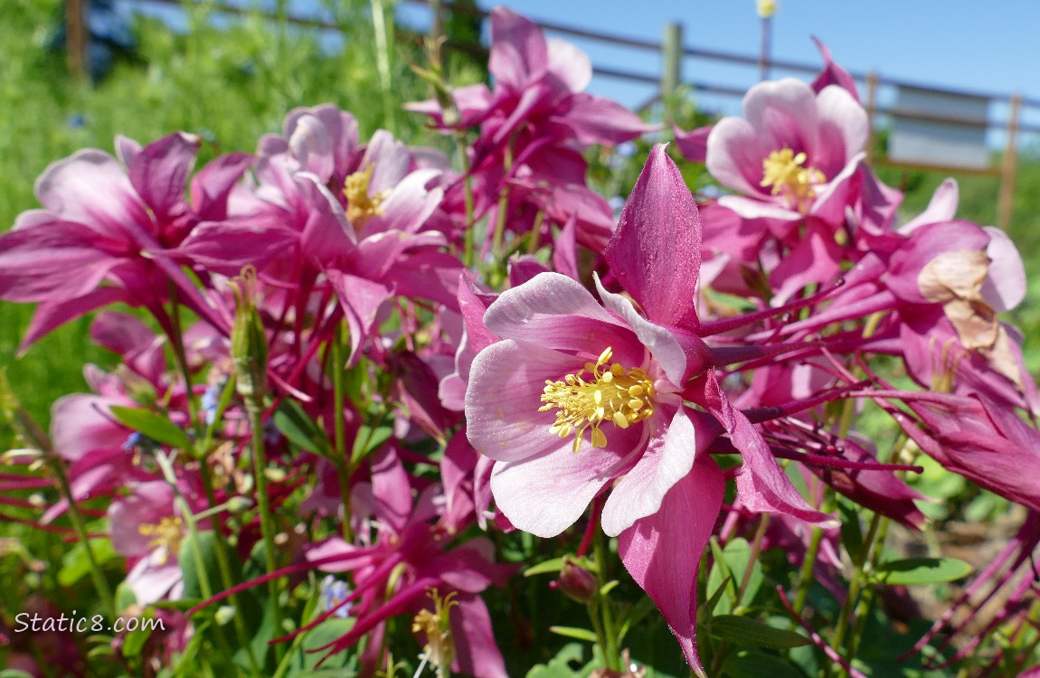 pink Columbine blooms