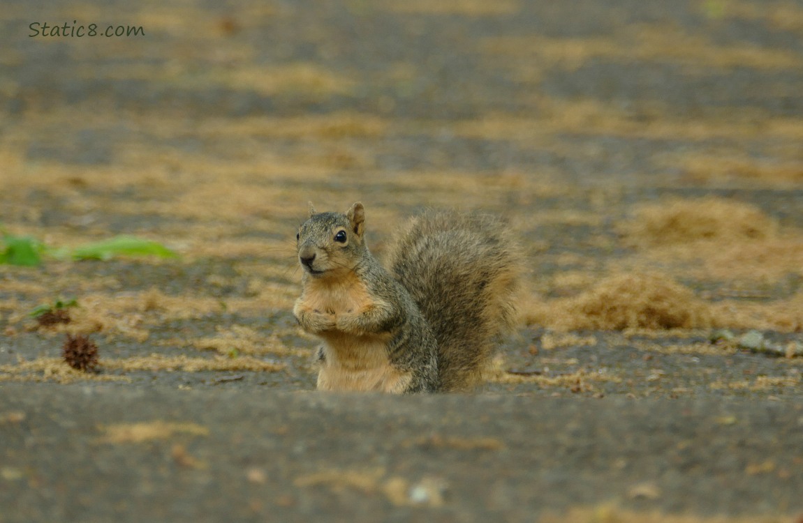 Eastern Fox Squirrel standing on pavement, surrounded by oak catkins