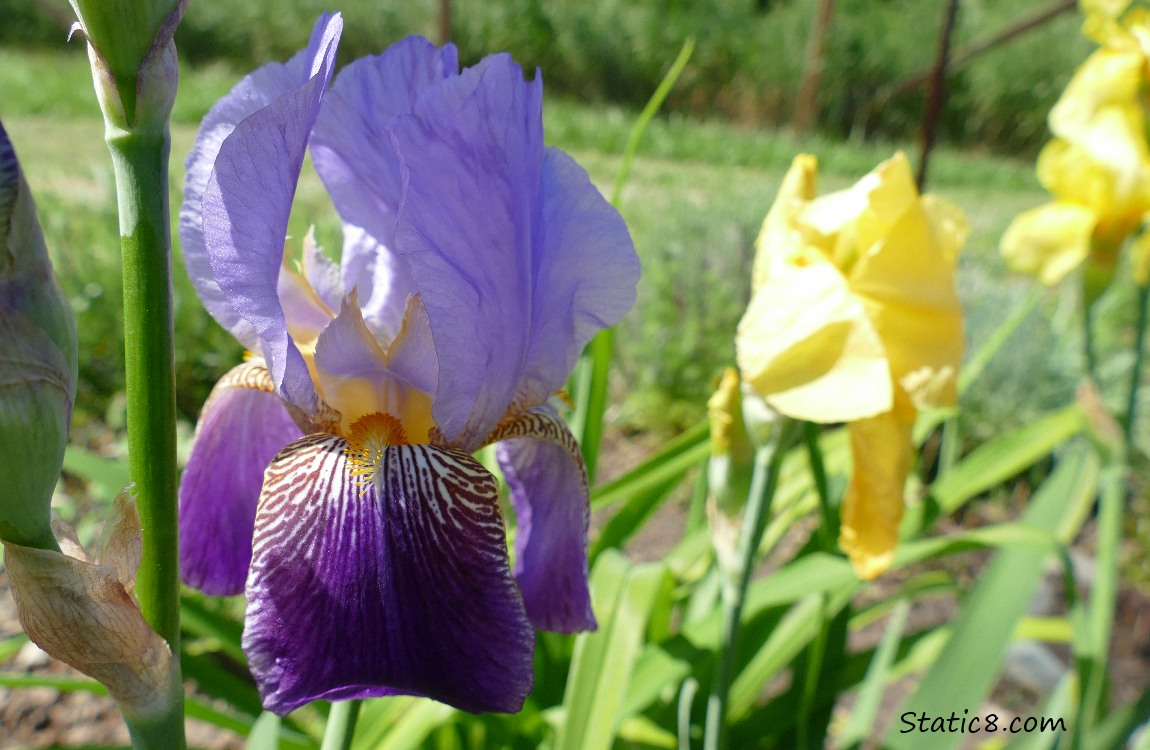 purple and yellow Iris blooms