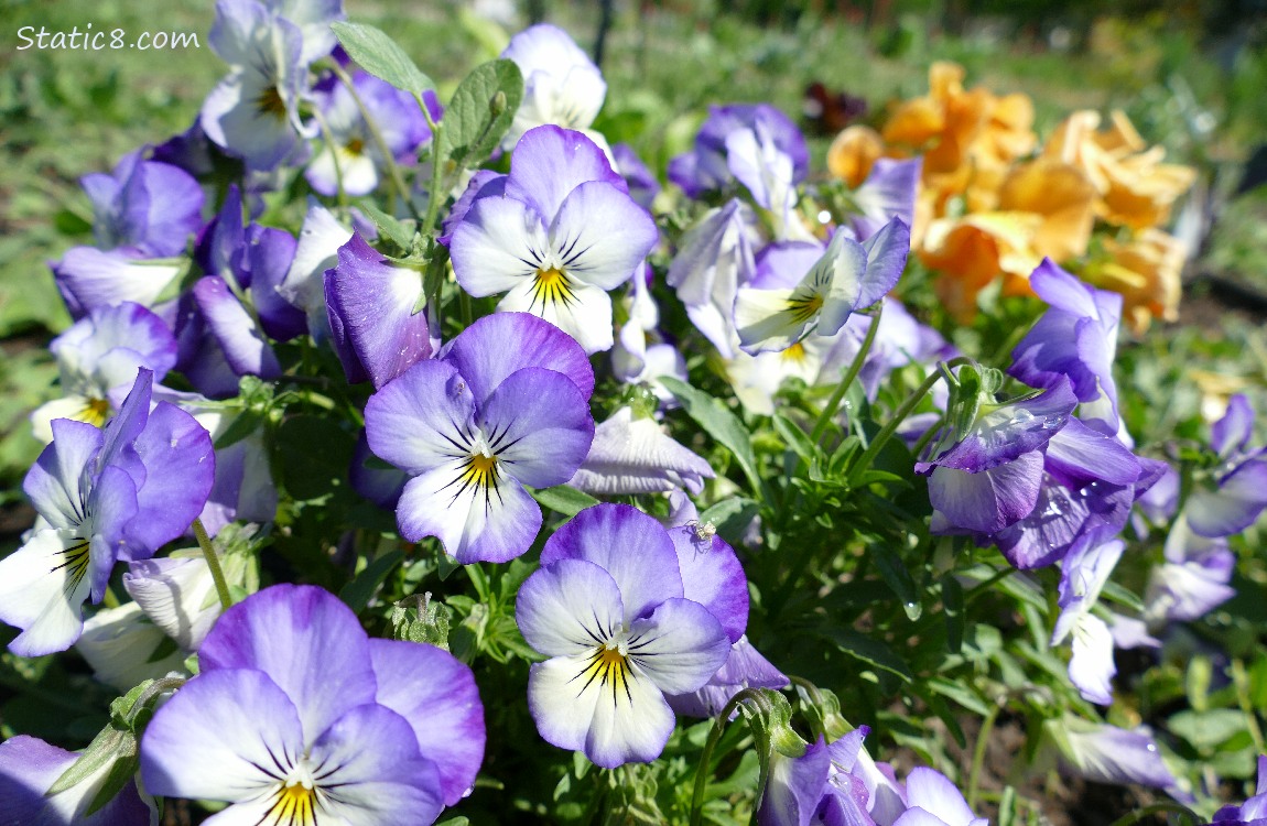 purple and white Pansies