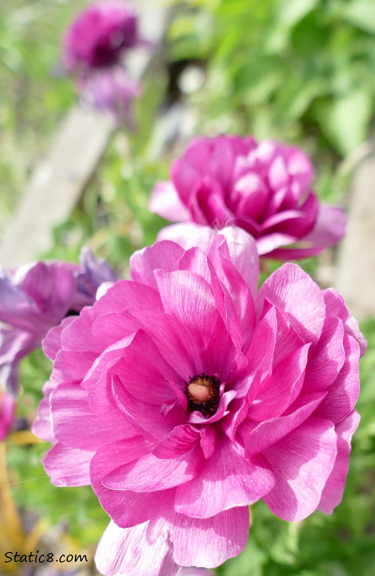 pink flowers