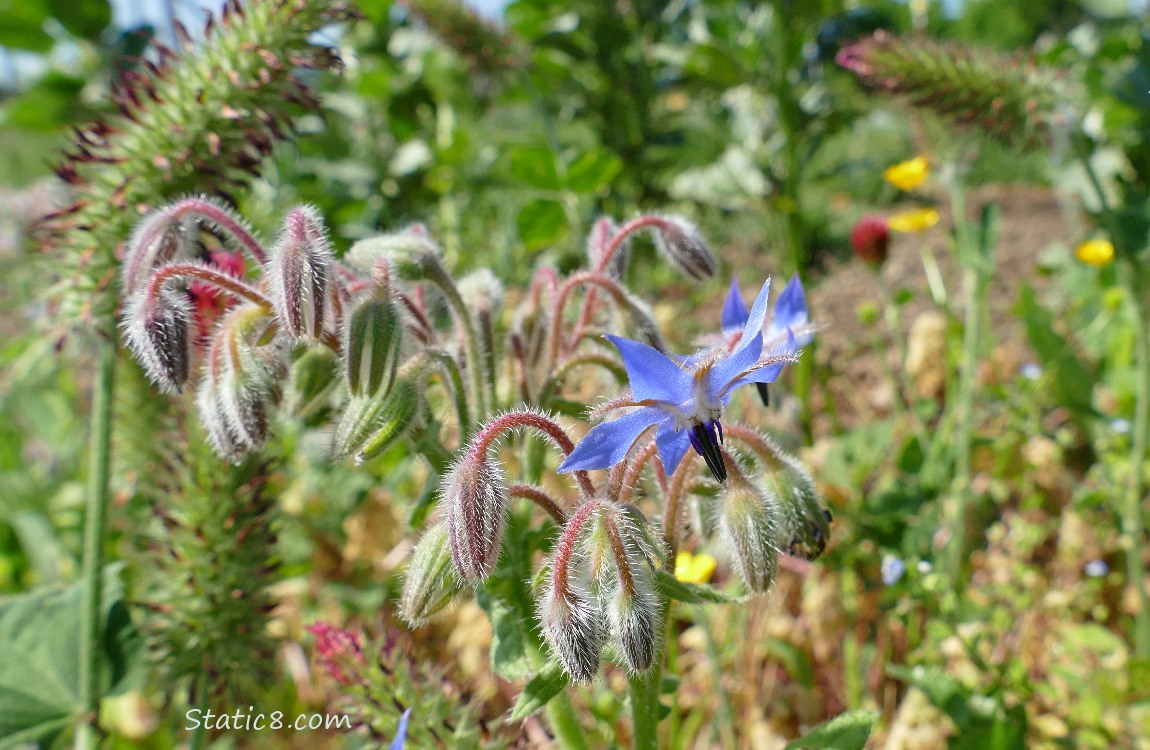 Borage bloom surrounded by other plants