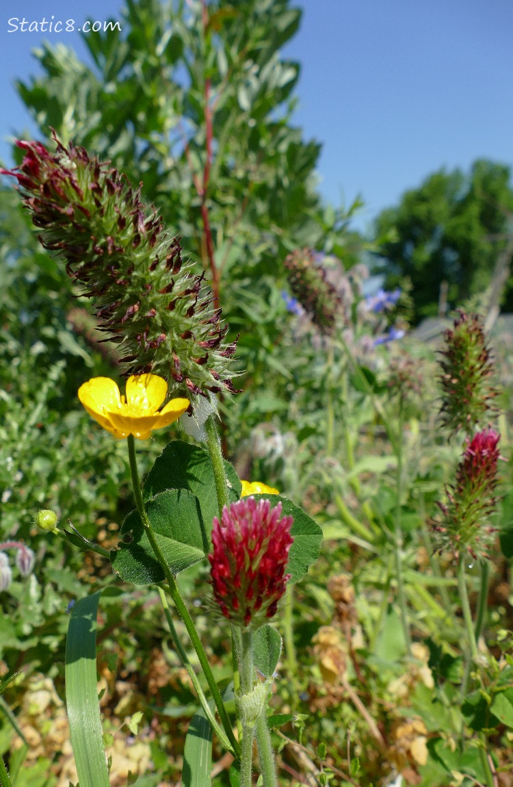 Buttercup and clover blooms under a blue sky