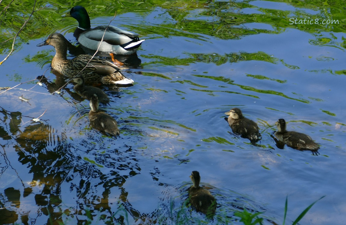 Female and male Mallards and five ducklings on the water