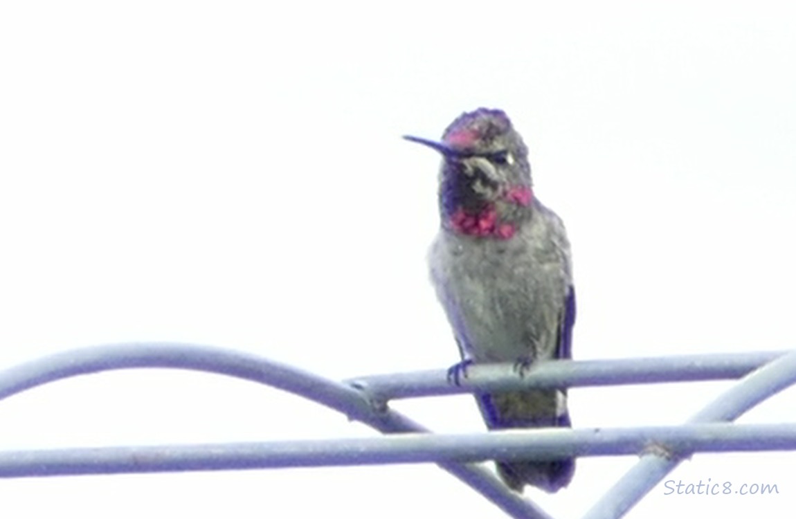 male Anna Hummingbird standing on a wire trellis