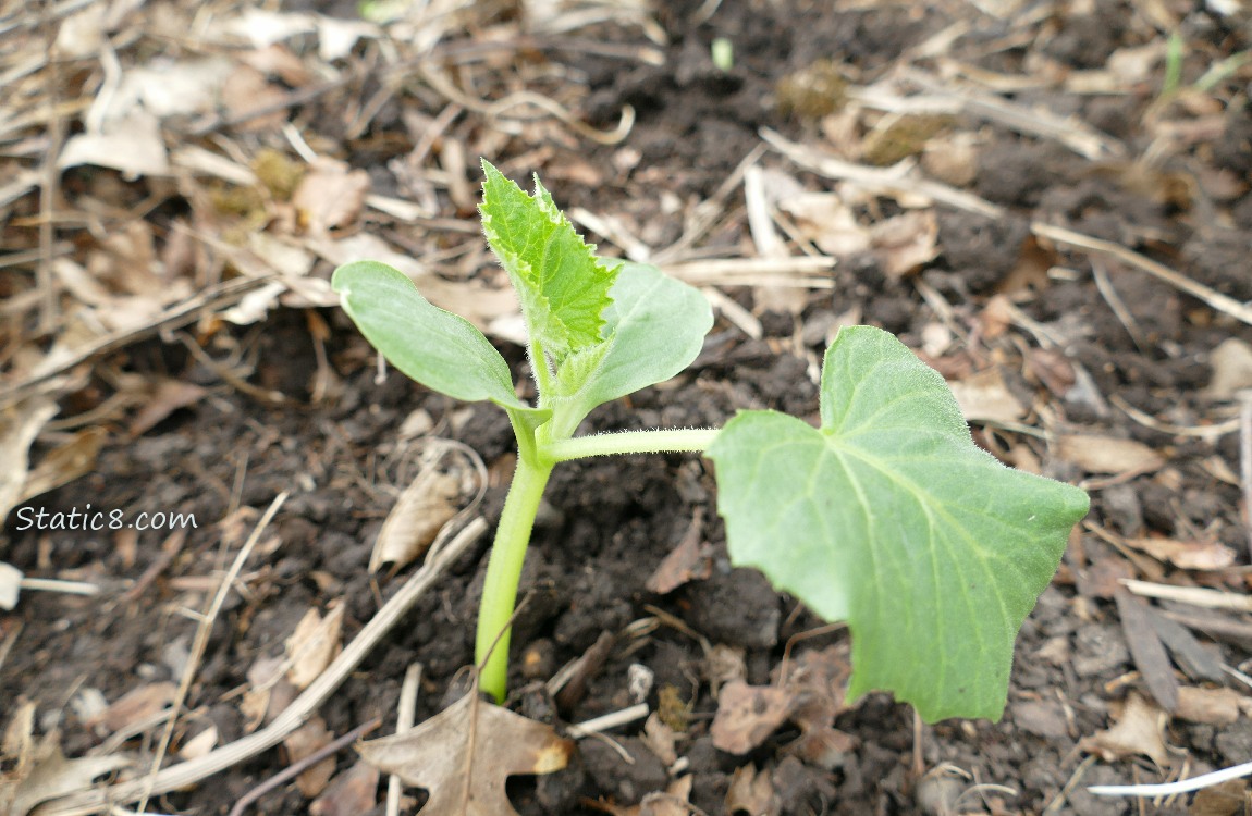 Small Lemon Cucumber plant