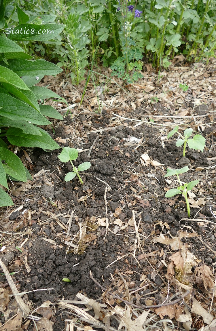 Small Lemon Cucumber plants in the garden