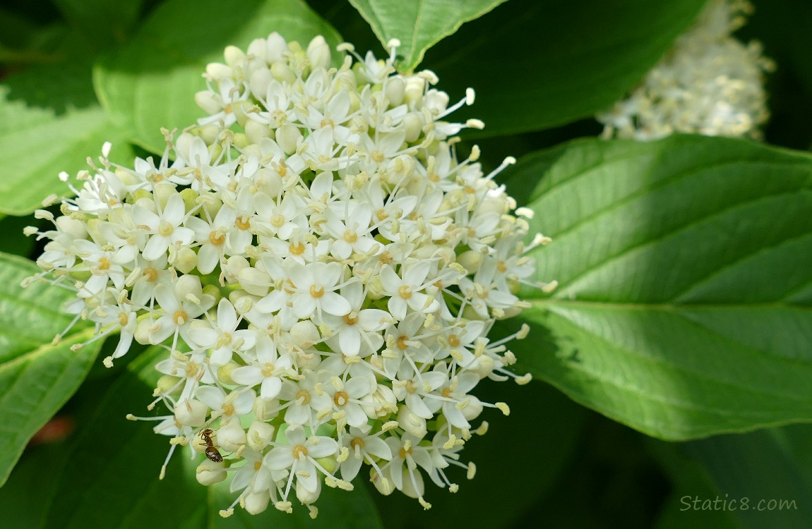 Red Ossier Dogwood bloom