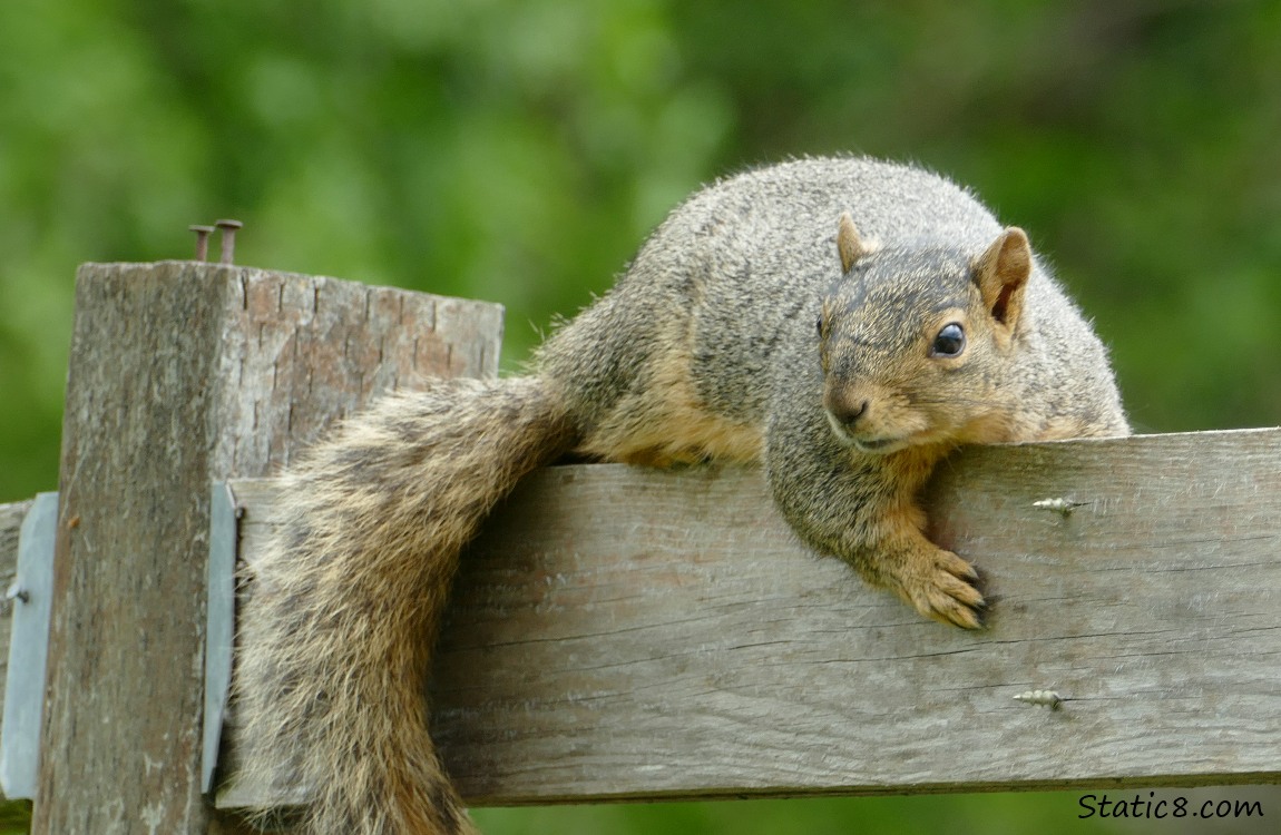 Eastern Fox Squirrel lying on a wood fence