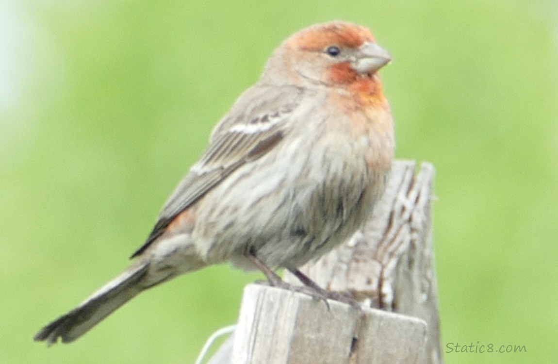 House Finch standing on a wood post