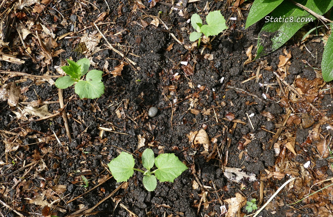 Three small cucumber plants