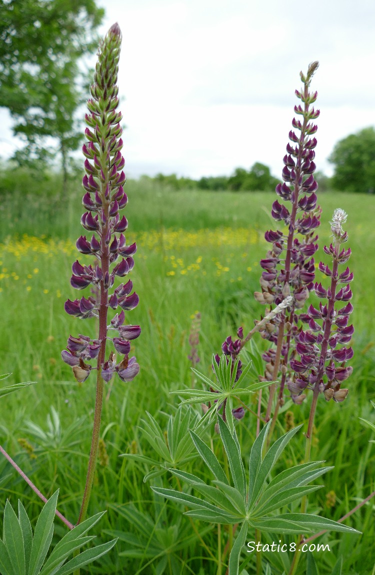 Lupind blooms