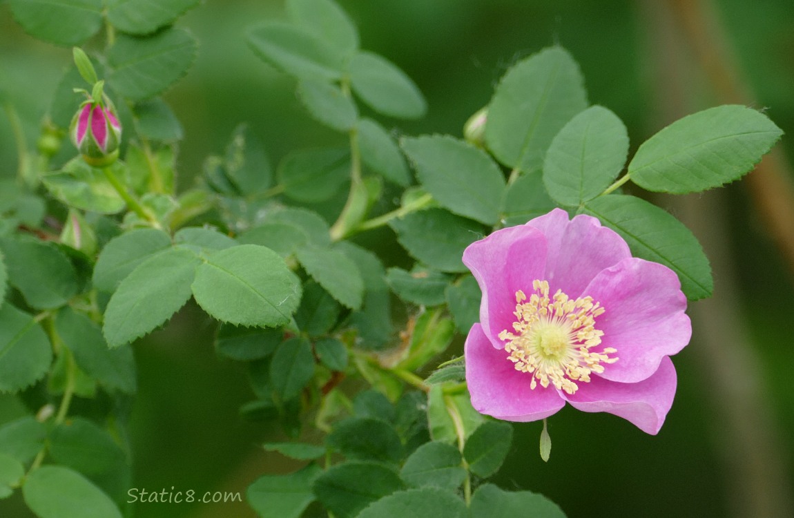 Nootka Rose