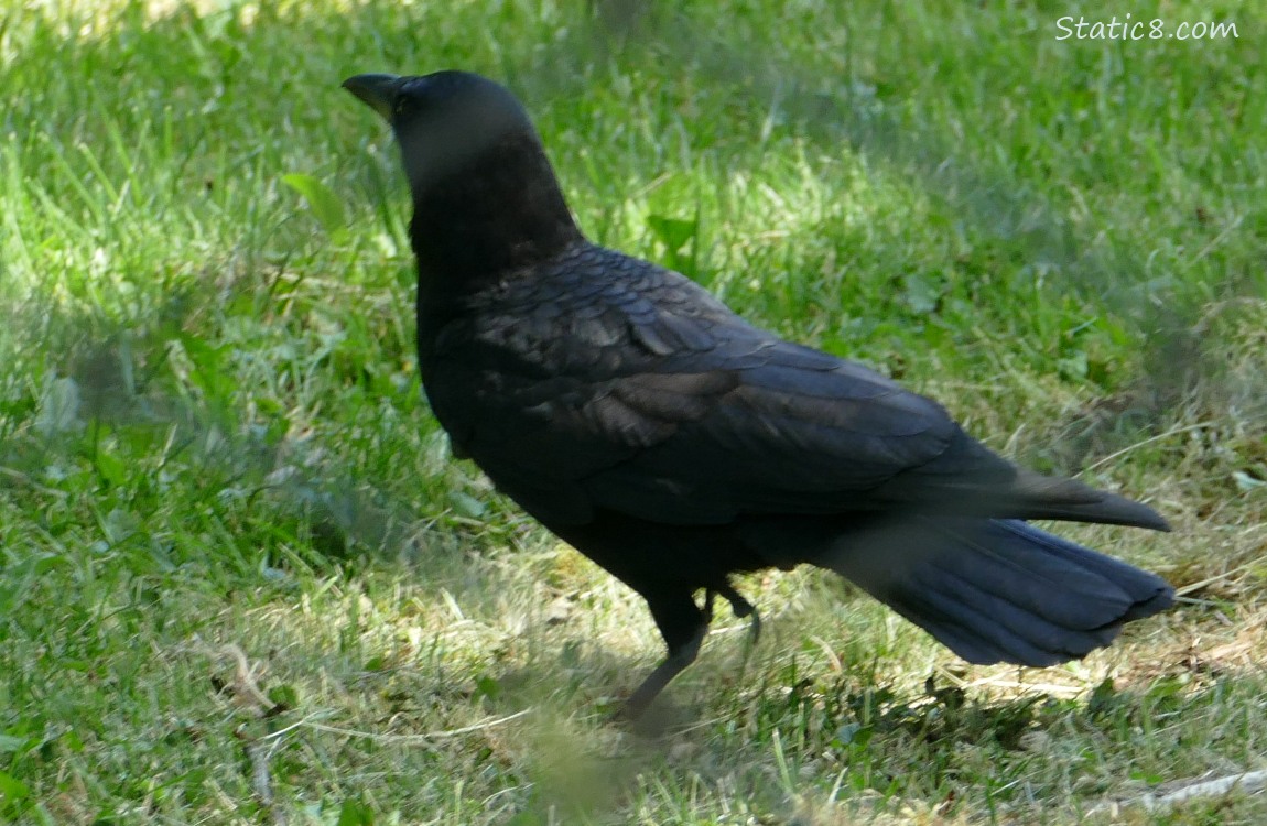 Crow standing in the grass, holding right foot up