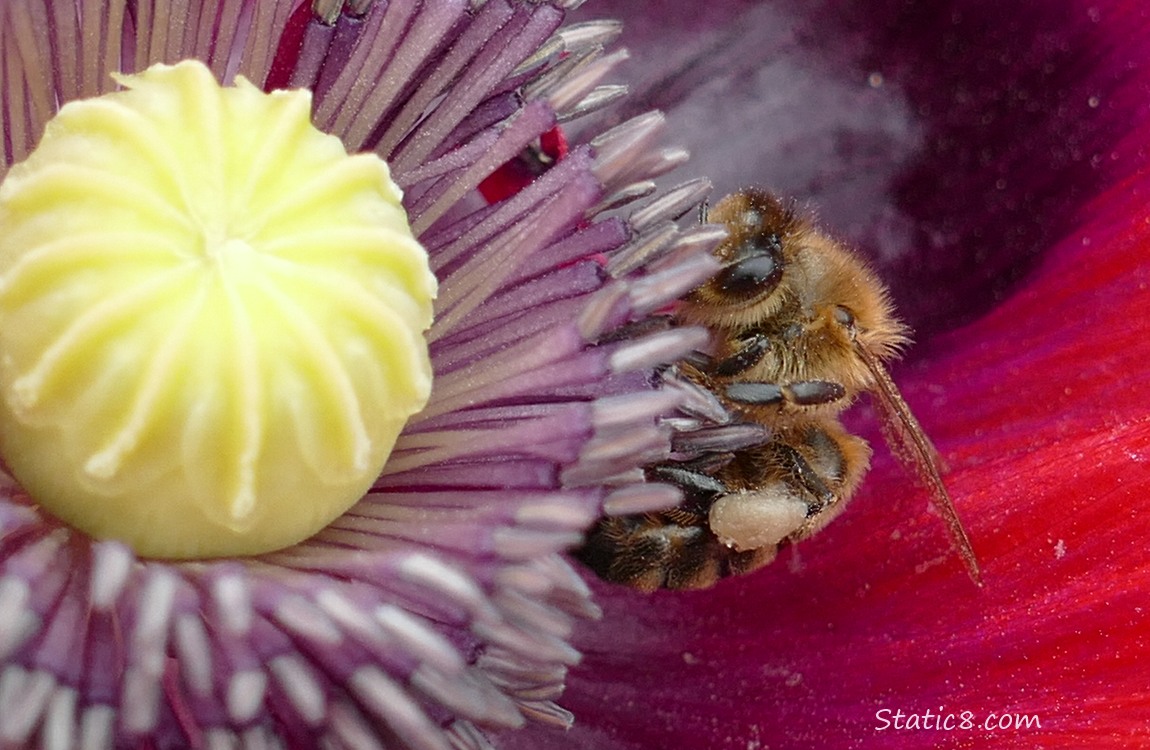 Honey Bee in a Poppy bloom