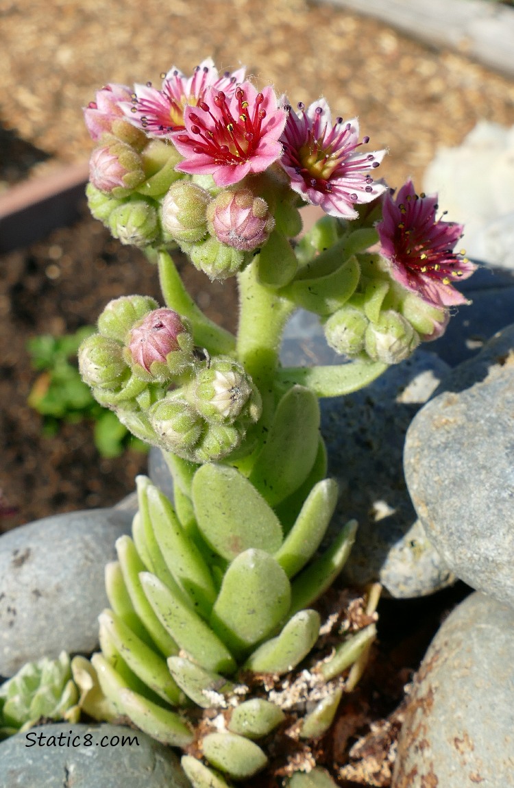 a succulent with pink blooms