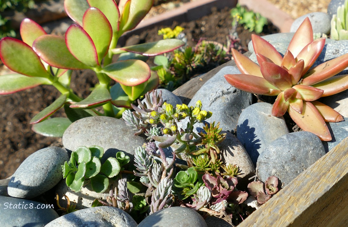 different kinds of succulents