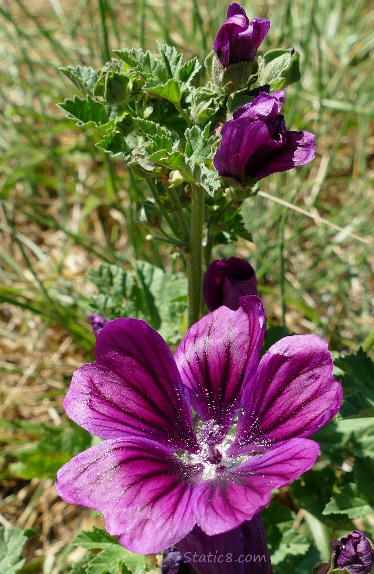 Purple flowers