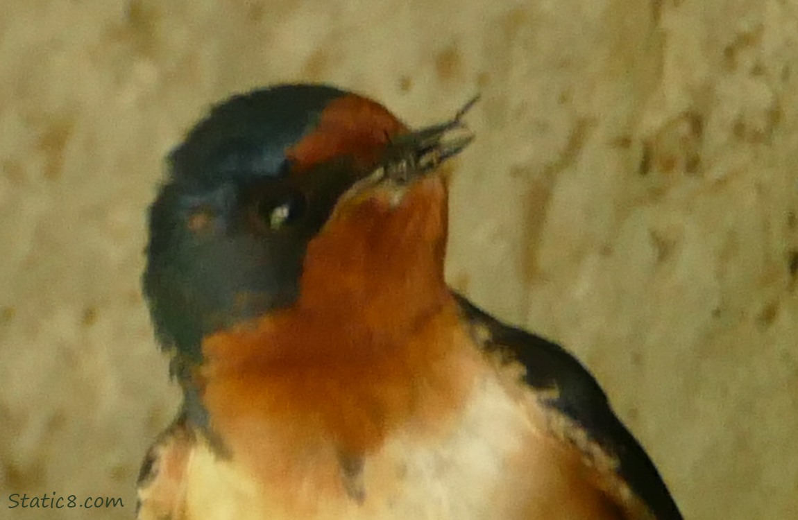 Barn Swallow with a bug in his beak