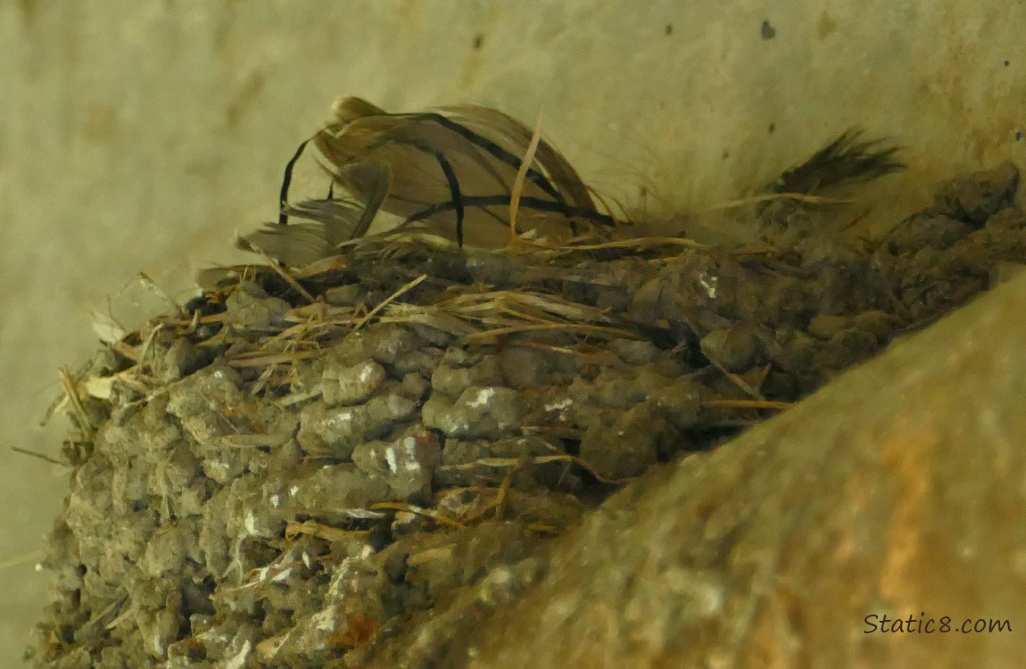 Empty Barn Swallow nest