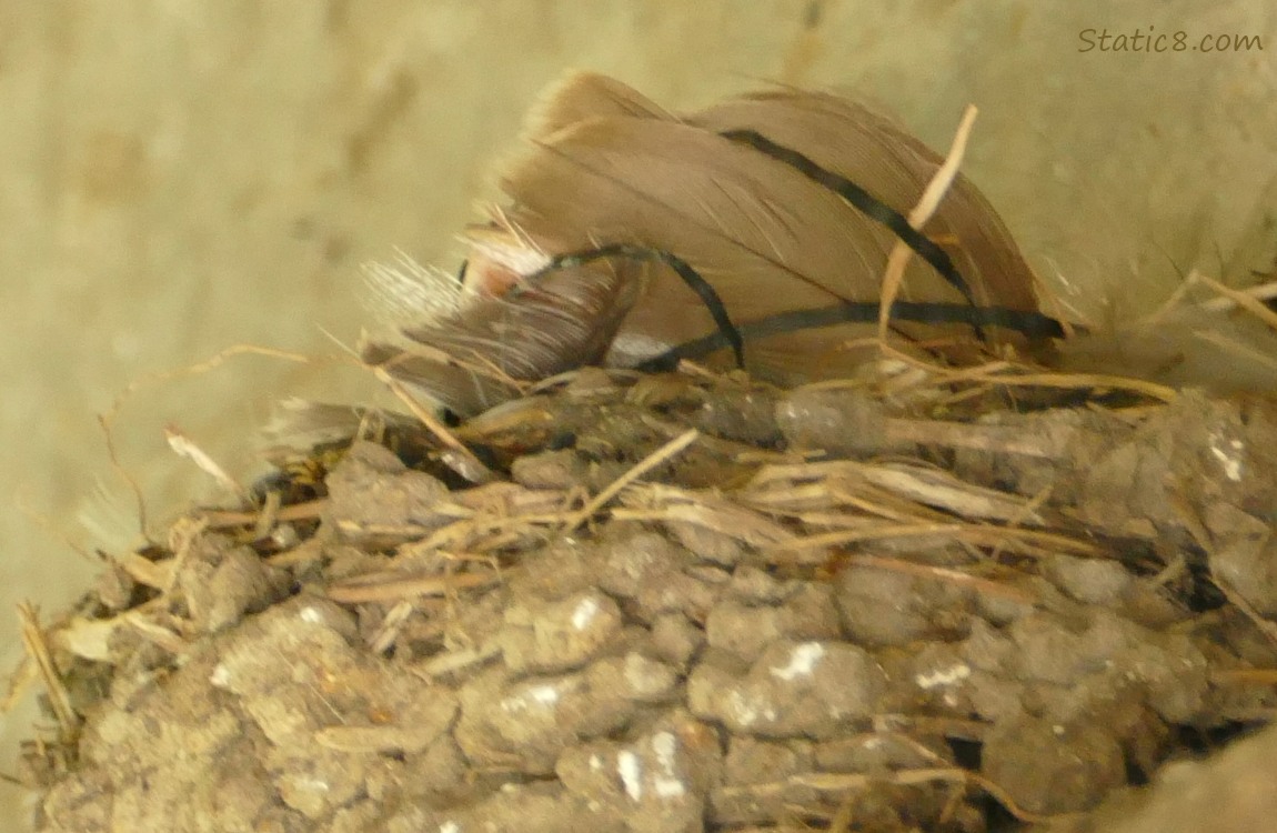 Barn Swallow nest