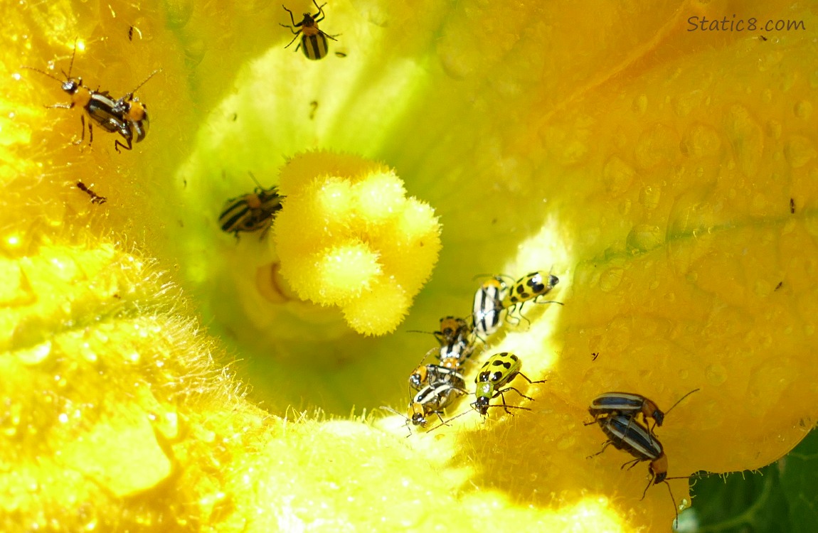 14 Cucumber Beetles in a squash bloom