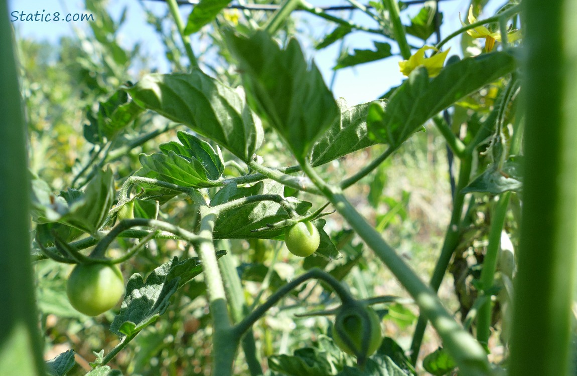 green cherry tomatoes on the vine