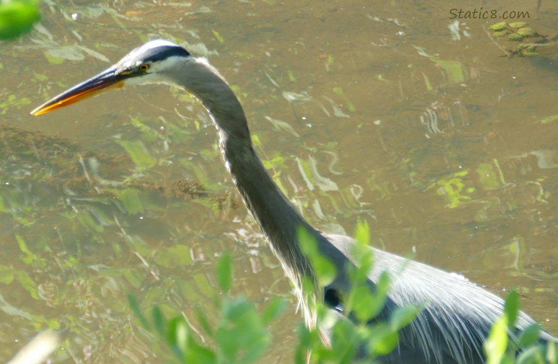 Great Blue Heron standing in the creek