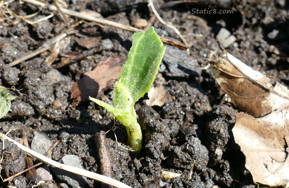 munched squash seedling