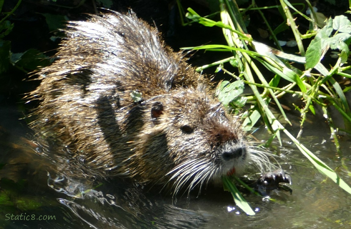 Nutri standing in the water